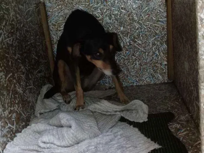 Cachorro ra a Vira lata idade 2 anos nome Mel