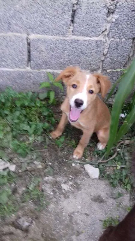 Cachorro ra a SRD idade 2 a 6 meses nome Sukita