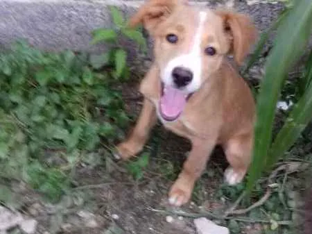 Cachorro ra a SRD idade 2 a 6 meses nome Sukita