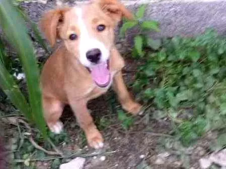Cachorro ra a SRD idade 2 a 6 meses nome Sukita