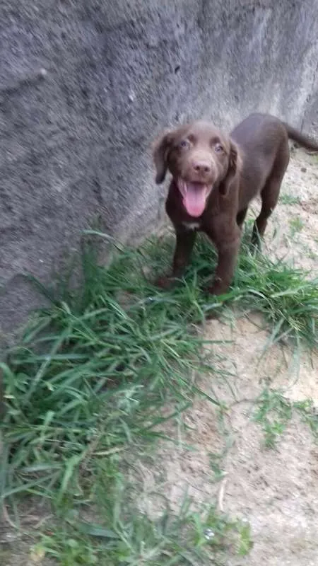 Cachorro ra a srd idade 2 a 6 meses nome Chokita