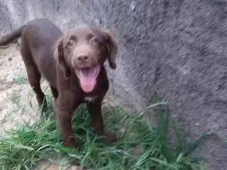 Cachorro ra a srd idade 2 a 6 meses nome Chokita