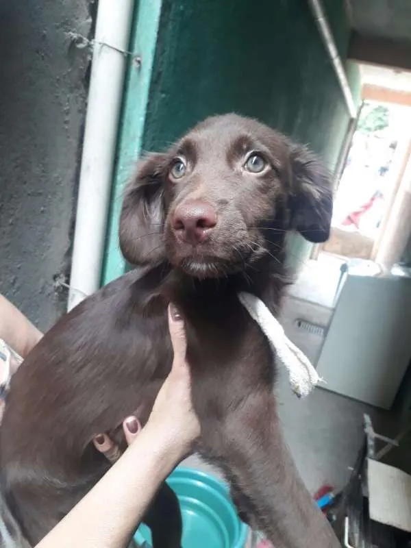 Cachorro ra a srd idade 2 a 6 meses nome Chokita