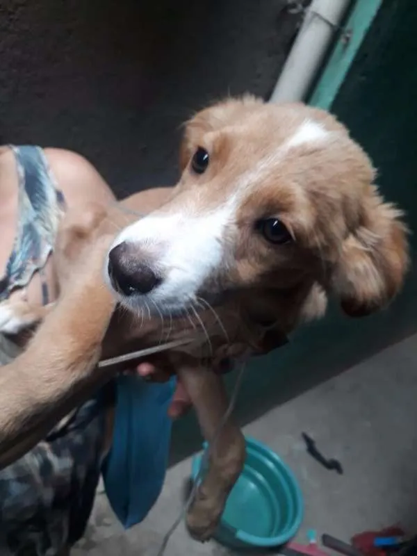 Cachorro ra a SRD idade 2 a 6 meses nome Sukita
