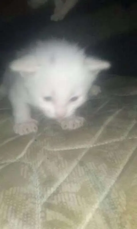 Gato ra a viralata idade Abaixo de 2 meses nome filhotes 