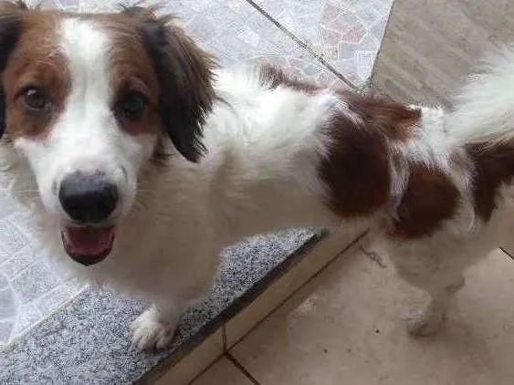 Cachorro ra a Vira lata idade 4 anos nome Aladim