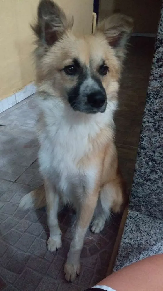 Cachorro ra a Vira lata idade 2 anos nome Hasteg