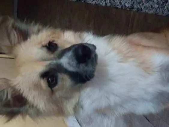 Cachorro ra a Vira lata idade 2 anos nome Hasteg