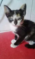 GATINHOS FILHOTES