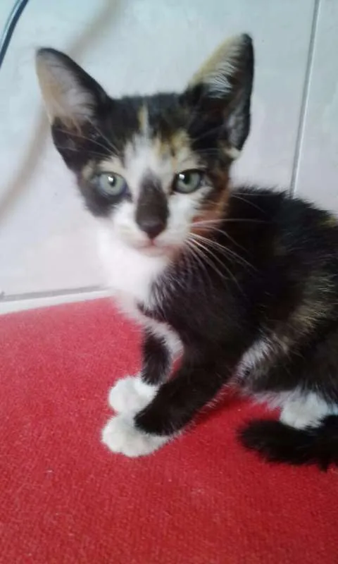 Gato ra a SRD idade 2 a 6 meses nome GATINHOS FILHOTES