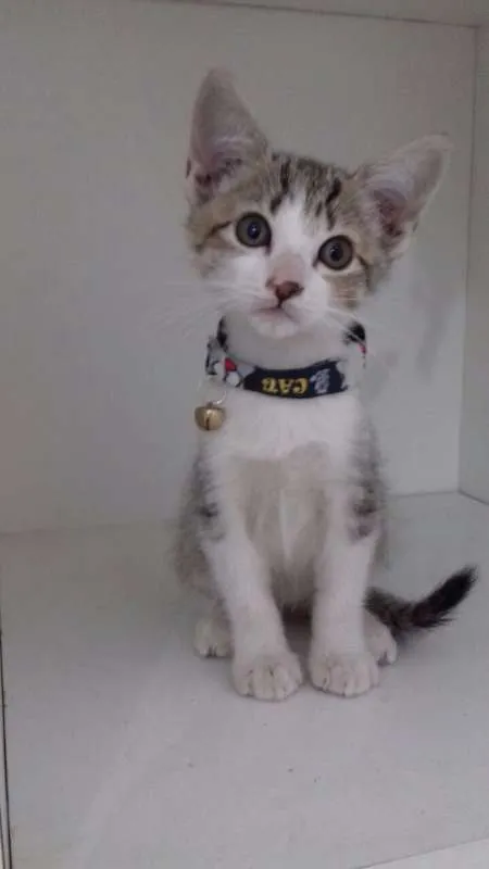 Gato ra a SRD idade 2 a 6 meses nome GATINHOS FILHOTES