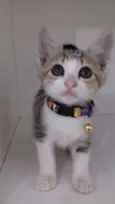 GATINHOS FILHOTES