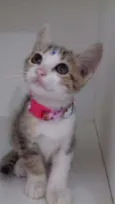 GATINHOS FILHOTES