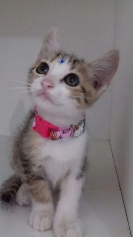 Gato ra a SRD idade 2 a 6 meses nome GATINHOS FILHOTES