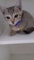 GATINHOS FILHOTES