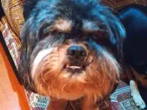 Cachorro raça Lhasa Apso idade 5 anos nome Pépe
