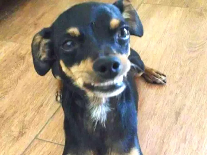 Cachorro ra a Pinscher idade 5 anos nome Scooby