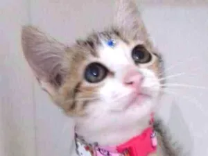 Gato raça SRD idade 2 a 6 meses nome GATINHOS FILHOTES