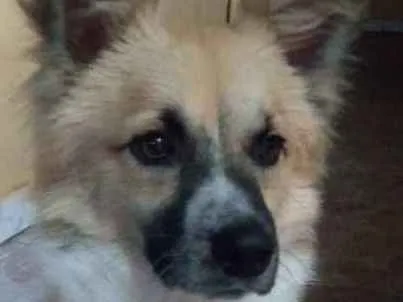 Cachorro ra a Vira lata idade 2 anos nome Hasteg