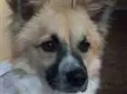 Cachorro raça Vira lata idade 2 anos nome Hasteg