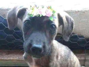 Cachorro raça Vira lata idade Abaixo de 2 meses nome Lica