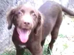 Cachorro ra a srd idade 2 a 6 meses nome Chokita