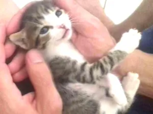 Gato raça Srd idade Abaixo de 2 meses nome Pipoca