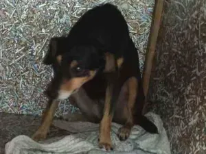 Cachorro raça Vira lata idade 2 anos nome Mel