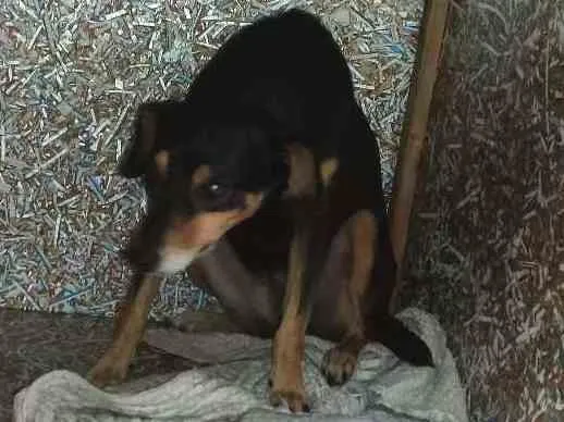 Cachorro ra a Vira lata idade 2 anos nome Mel