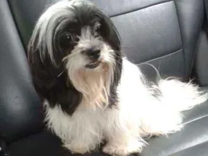 Cachorro raça Lhasa Apso idade 3 anos nome SARAH
