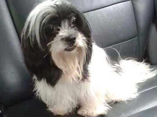 Cachorro ra a Lhasa Apso idade 3 anos nome SARAH