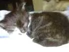Gato raça SRD idade 2 a 6 meses nome Sem nome definido