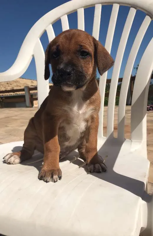 Cachorro ra a SRD idade Abaixo de 2 meses nome 5 filhotes