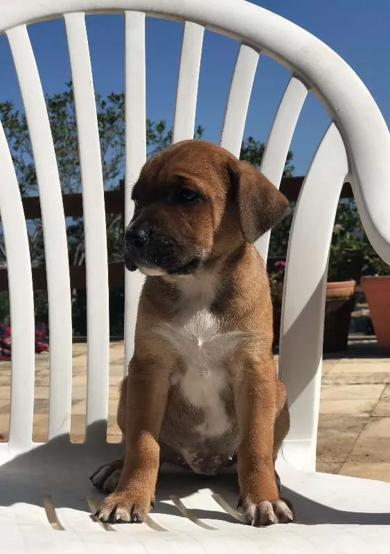 Cachorro ra a SRD idade Abaixo de 2 meses nome 5 filhotes
