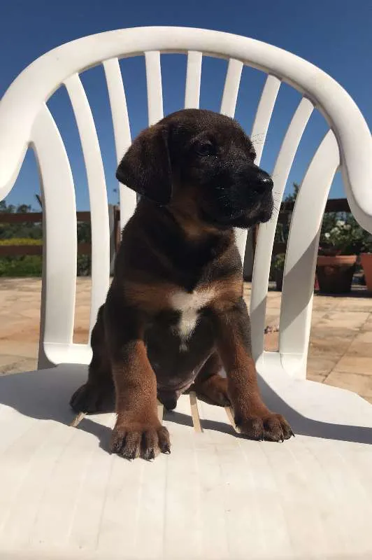 Cachorro ra a SRD idade Abaixo de 2 meses nome 5 filhotes