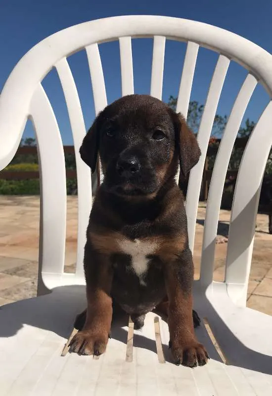 Cachorro ra a SRD idade Abaixo de 2 meses nome 5 filhotes