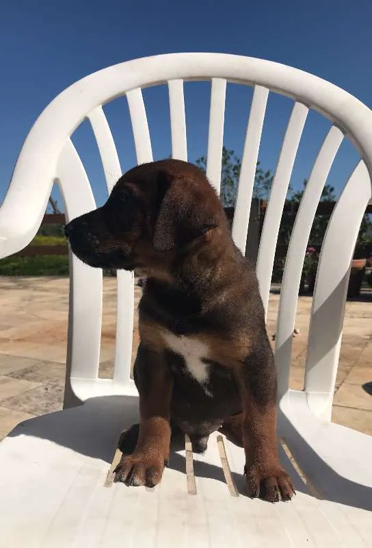 Cachorro ra a SRD idade Abaixo de 2 meses nome 5 filhotes