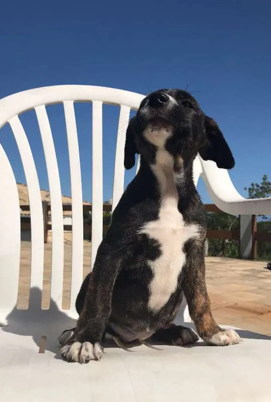 Cachorro ra a SRD idade Abaixo de 2 meses nome 5 filhotes