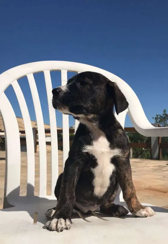 Cachorro ra a SRD idade Abaixo de 2 meses nome 5 filhotes