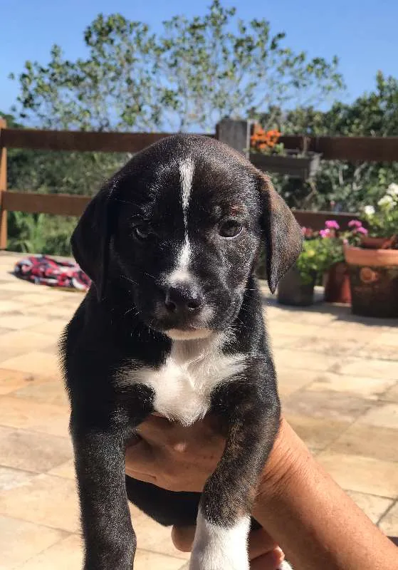 Cachorro ra a SRD idade Abaixo de 2 meses nome 5 filhotes