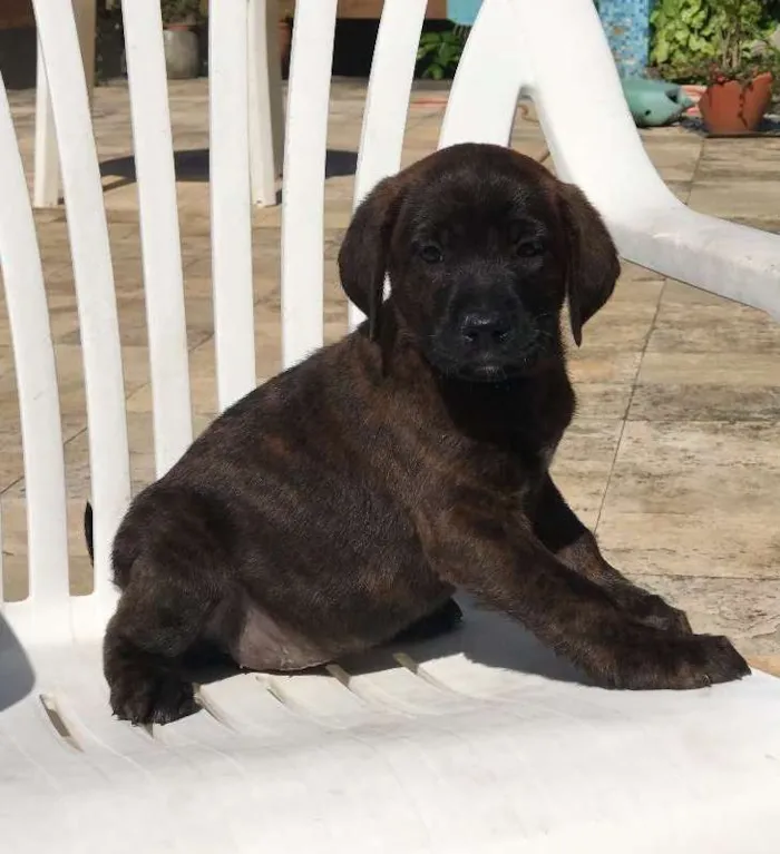 Cachorro ra a SRD idade Abaixo de 2 meses nome 5 filhotes