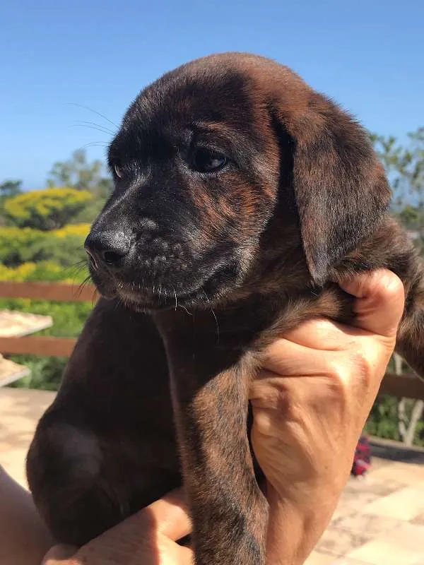 Cachorro ra a SRD idade Abaixo de 2 meses nome 5 filhotes
