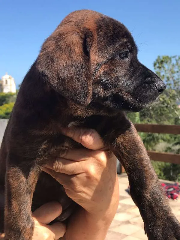 Cachorro ra a SRD idade Abaixo de 2 meses nome 5 filhotes