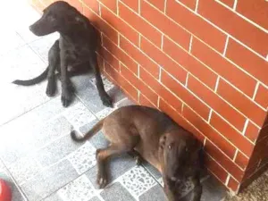 Cachorro raça Mestiço idade 7 a 11 meses nome Tobi / Cristal