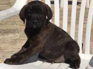 Cachorro raça SRD idade Abaixo de 2 meses nome 5 filhotes