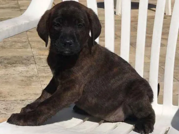 Cachorro ra a SRD idade Abaixo de 2 meses nome 5 filhotes
