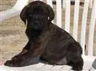 Cachorro raça SRD idade Abaixo de 2 meses nome 5 filhotes