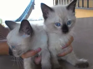 Gato raça Siamês idade 2 a 6 meses nome Penca e Dunha