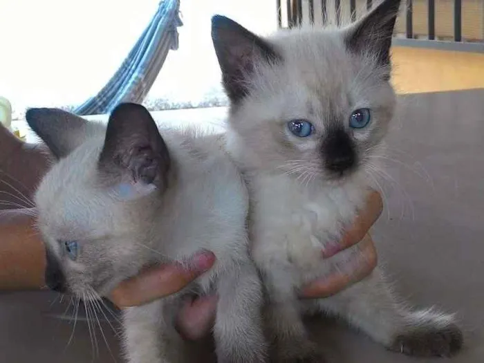 Gato ra a Siamês idade 2 a 6 meses nome Penca e Dunha