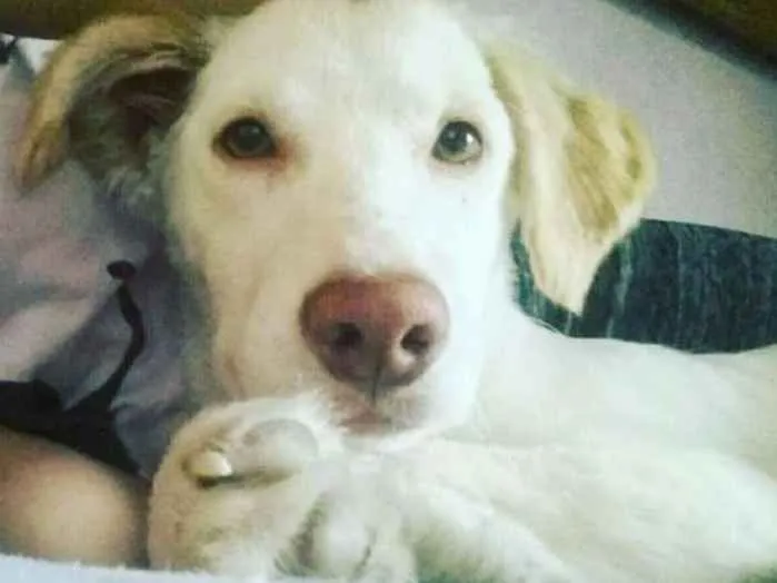Cachorro ra a vira lata idade 2 anos nome Pitoco